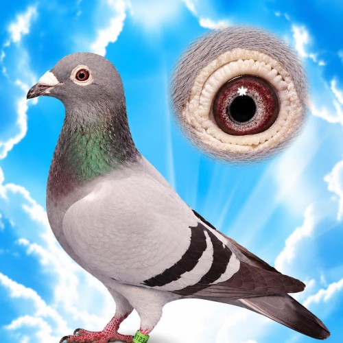 Super Rondags Hen