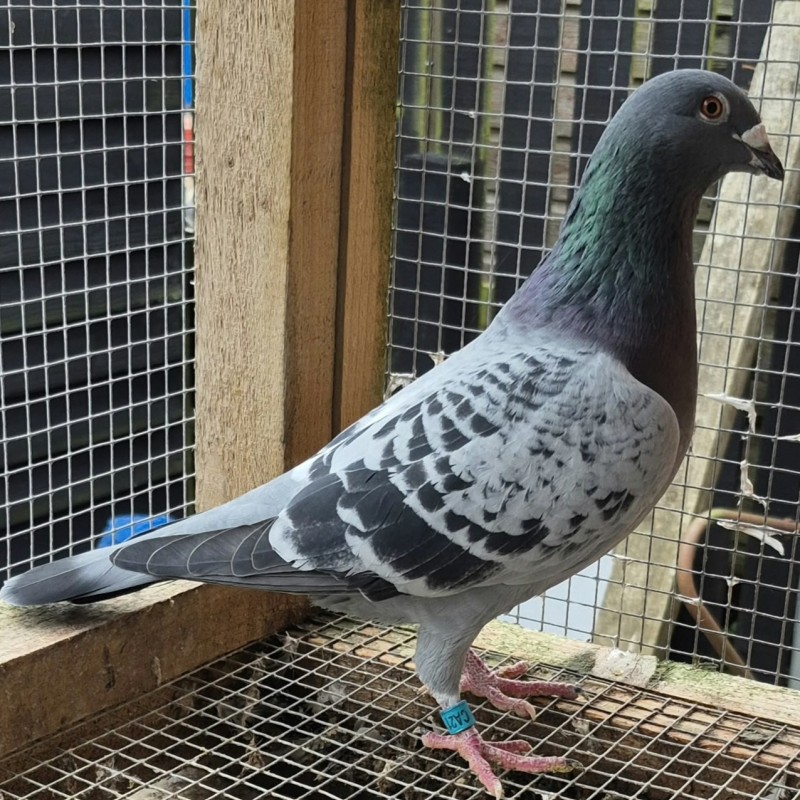 Chequer Cock