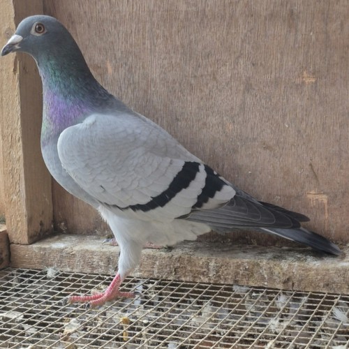 Blue Cock