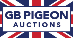 GB Pigeon Auctions
